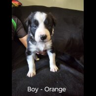 Border Collie - Both