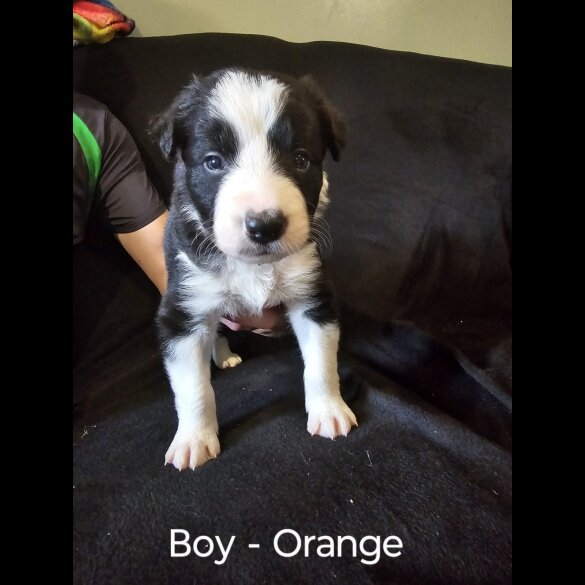 Border Collie - Both