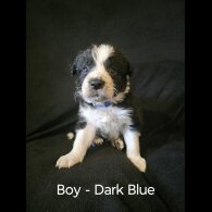 Border Collie - Both