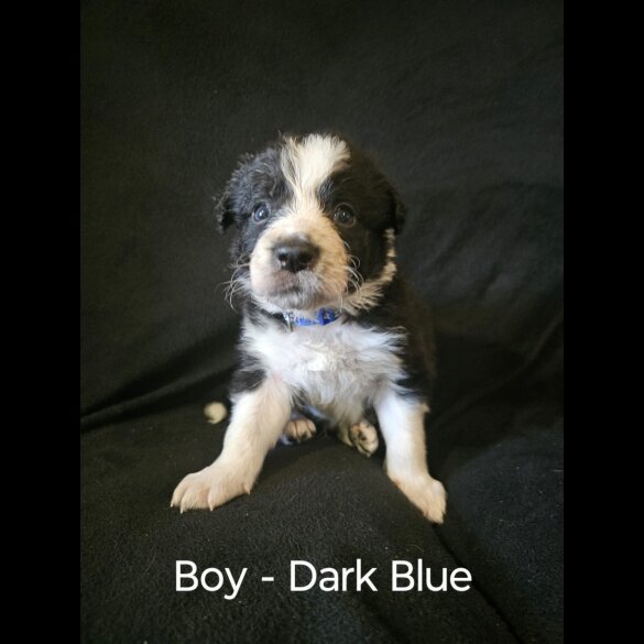 Border Collie - Both