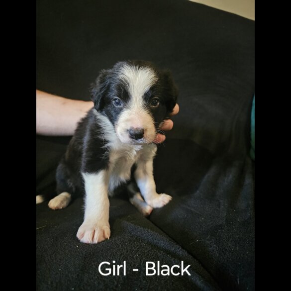 Border Collie - Both