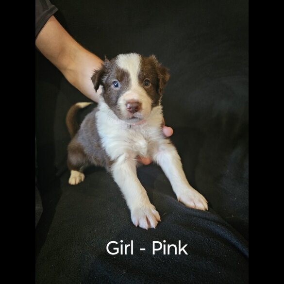 Border Collie - Both