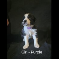 Border Collie - Both