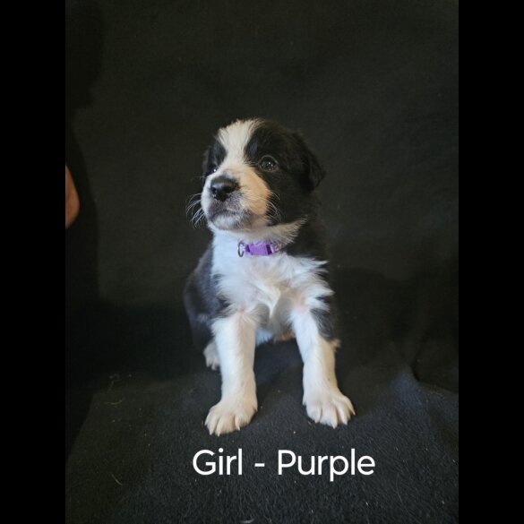 Border Collie - Both