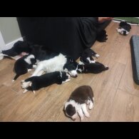 Border Collie - Both