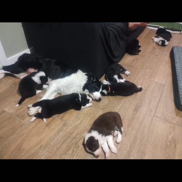 Border Collie - Both