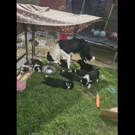 Border Collie - Both