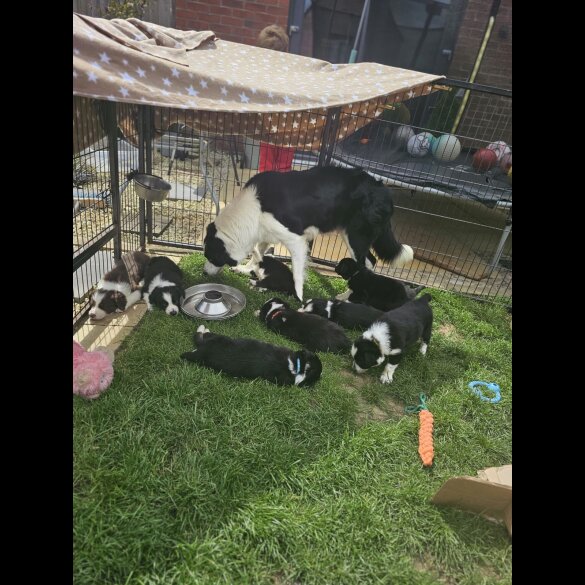 Border Collie - Both