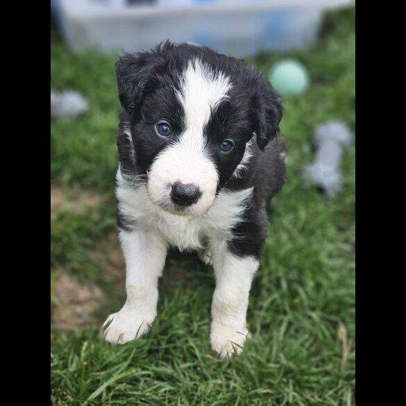 Border Collie - Both