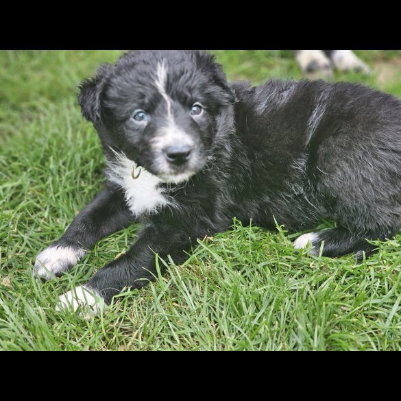 Border Collie - Both