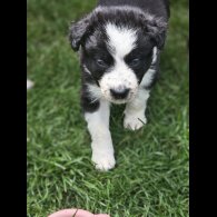 Border Collie - Both