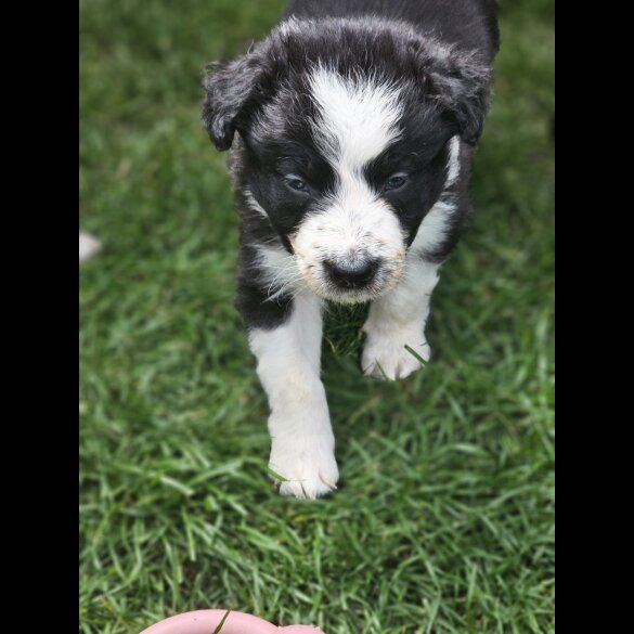 Border Collie - Both