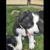 Border Collie - Both