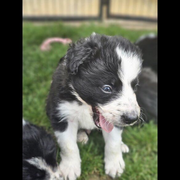 Border Collie - Both