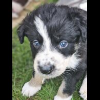 Border Collie - Both