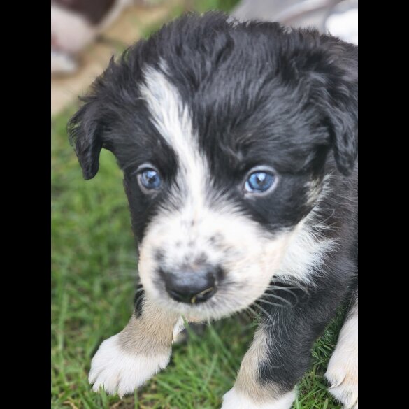 Border Collie - Both