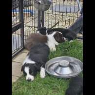 Border Collie - Both