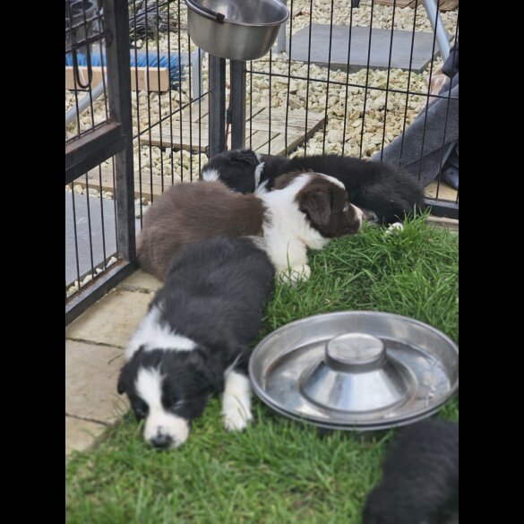 Border Collie - Both