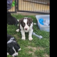 Border Collie - Both
