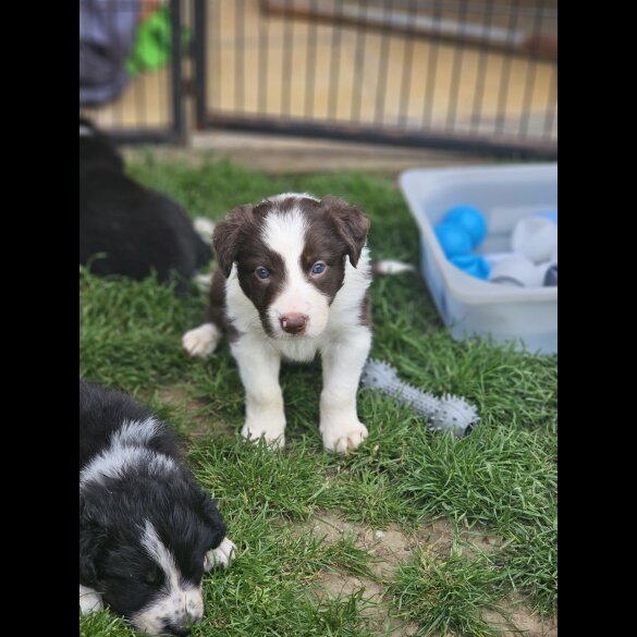 Border Collie - Both