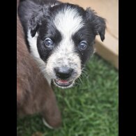Border Collie - Both