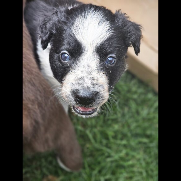 Border Collie - Both