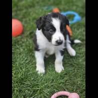 Border Collie - Both