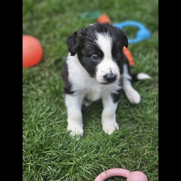 Border Collie - Both