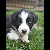 Border Collie - Both