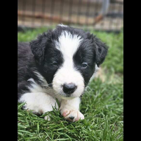 Border Collie - Both