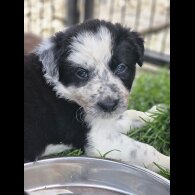 Border Collie - Both