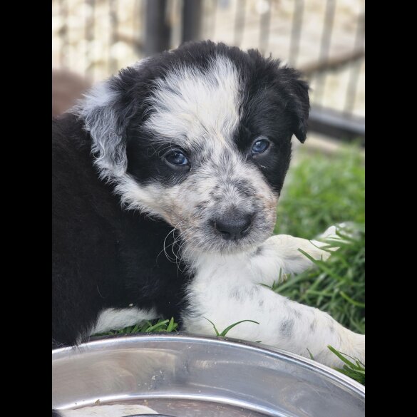 Border Collie - Both