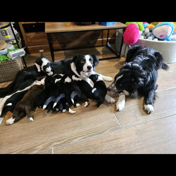 Border Collie - Both