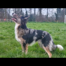 Border Collie