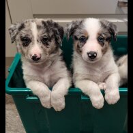 Border Collie - Both