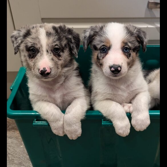 Border Collie - Both