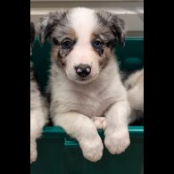 Border Collie - Both