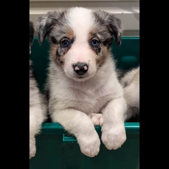 Border Collie - Both