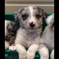 Border Collie - Both