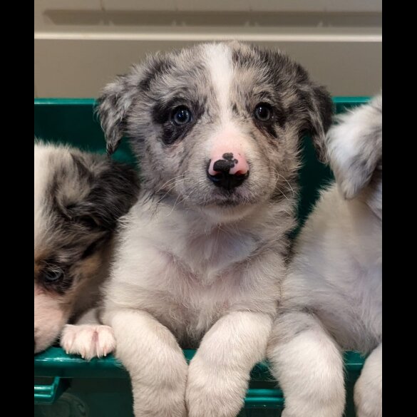 Border Collie - Both