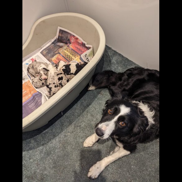 Border Collie - Both