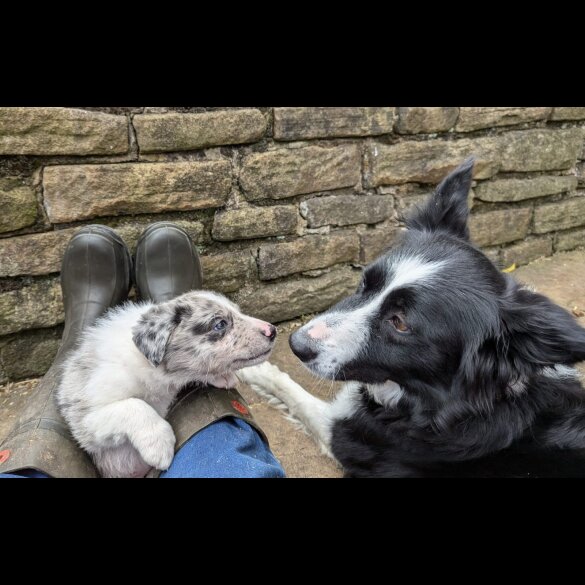 Border Collie - Both