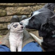 Border Collie - Both