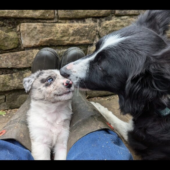 Border Collie - Both