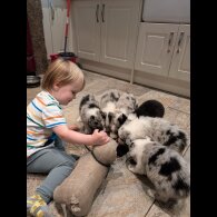 Border Collie - Both