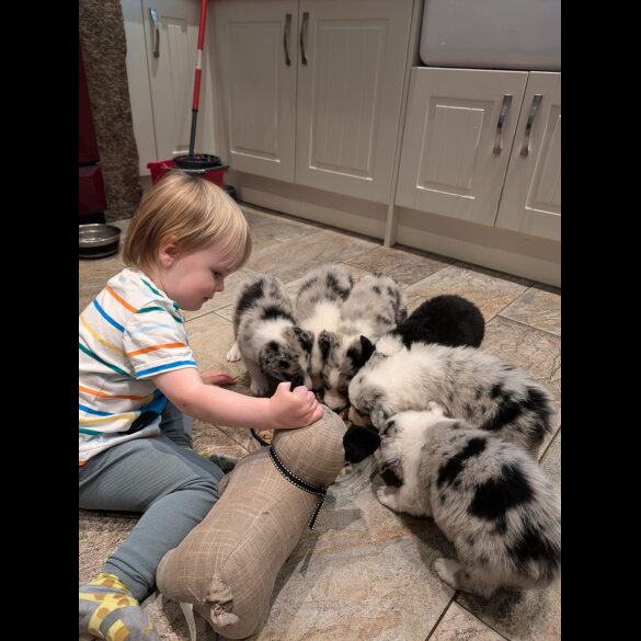 Border Collie - Both
