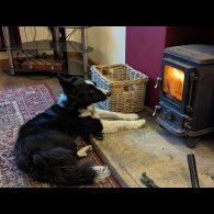 Border Collie - Both