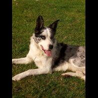Border Collie - Both