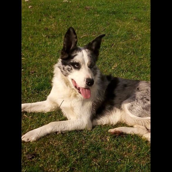 Border Collie - Both