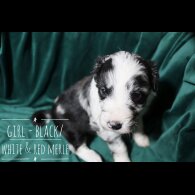 Border Collie - Both